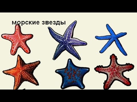 Видео: Русская Рыбалка 3  Побережье Чили день 2 Морские звезды