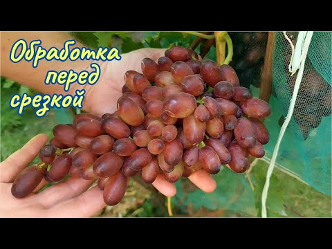 Видео: Задавить милдью и не окрасить ягоду.