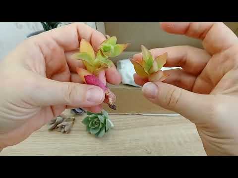 Видео: Распаковка посылки с суккулентами от Ивана Соболева.