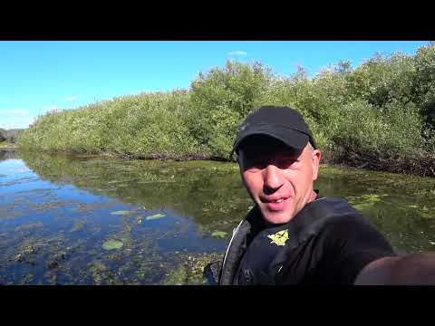 Видео: Поехал за рыбой ,а собрал грибов !!!