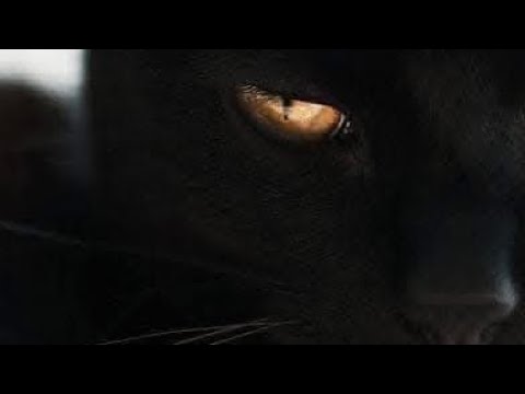 Видео: 🔥КТО ВАМ ЛЖЁТ ПОДЛО? С КАКОЙ ЦЕЛЬЮ? ЧЕГО ХОЧЕТ ОБМАНЩИК? #бумеранг #гадание #sonyataros #таролог