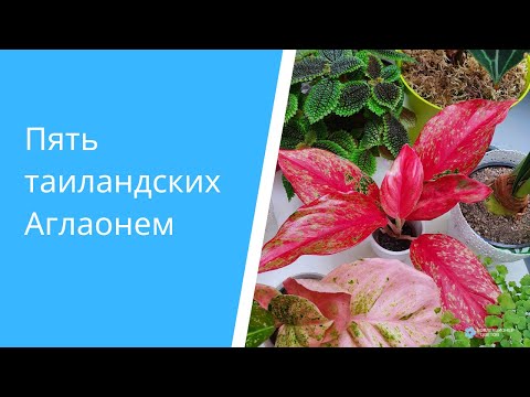 Видео: Как выращивать Аглаонемы: укоренение черенков, состав почвы, ошибки