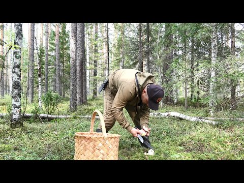 Видео: ЗА БЕЛЫМИ ГРИБАМИ В ТАЙГУ. ГРИБОВ СТОЛЬКО, СТУПИТЬ НЕ  КУДА. СБОР БОРОВИКОВ В КОРЗИНУ.