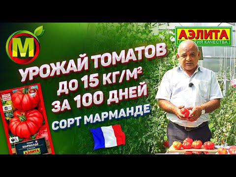 Видео: НАРОДНЫЙ ЛЮБИМЕЦ ИЗ ФРАНЦИИ – Сорт Томата МАРМАНДЕ