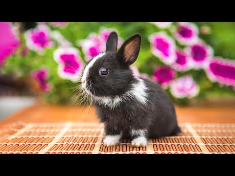 Видео: Нежная музыка, успокаивает нервную систему и радует душу - лечебная музыка для сердца и сосудов