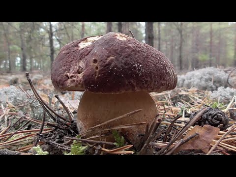 Видео: По ГРИБЫ по СОСНОВОМУ ЛЕСУ! Пришли за зеленушками а нашли БЕЛЫЕ ГРИБЫ!