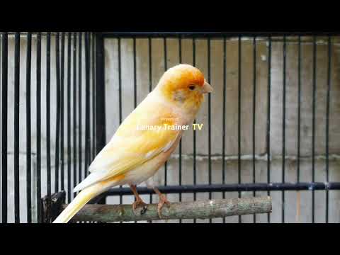 Видео: Полный сборник песен для канареек: смешанные трели и переклички