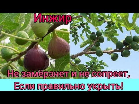 Видео: как укрыть инжир - чтобы он не замëрз и не сопрел 🤔 в оттепель( по просьбам трудящихся 🌴😁)