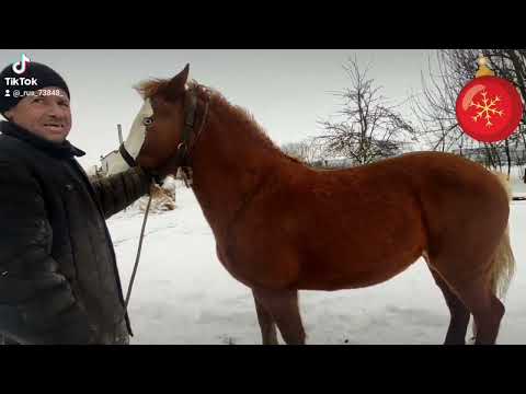 Видео: привезли двух кобылок на продажу