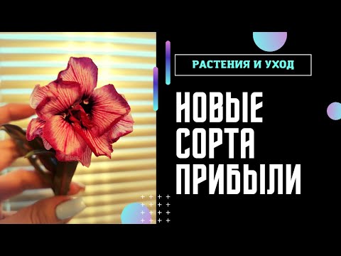 Видео: ПРИВИВКА АДЕНИУМА с нуля ЛЕГКО #адениум #adenium