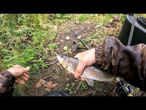 Видео: Рыбалка на хариуса, Сентябрь.