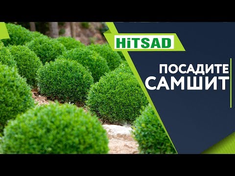 Видео: Самшит Посадка и Уход 🌱Полезные Советы от Хитсад ТВ