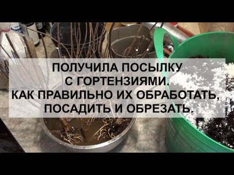 Видео: Получила посылку с гортензиями. Как правильно их обработать,посадить и обрезать.