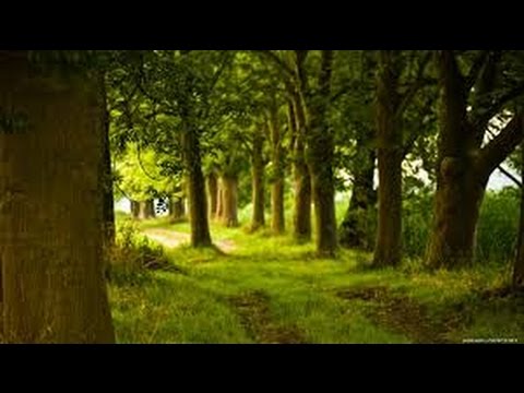Видео: Хочи Мирзо-ам-171 Али (р)