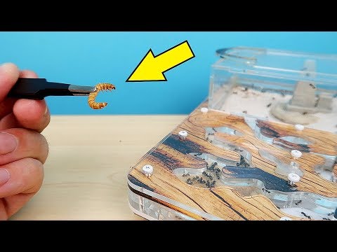 Видео: Муравьи победили Монстра! Поймал Матку возле дома! Мой старый Формикарий. alex boyko