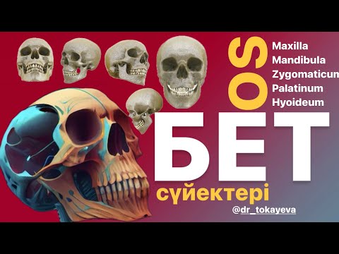 Видео: Бет сүйектері | Жоғарғы жақ | Төмеңгі жақ | Таңдай | Бет сүйегі | Тіл асты сүйегі | Желбезек |