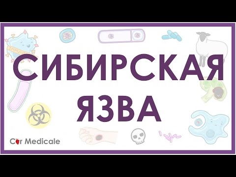 Видео: Сибирская язва: микробиология возбудителя, формы, проявления, патогенез, принцип лечения - кратко