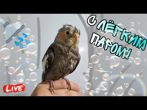 Видео: Попугай корелла купается первый раз. The parrot has a shower