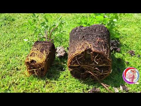 Видео: Пересадка 2х летнего саженца клематиса на доращивание.