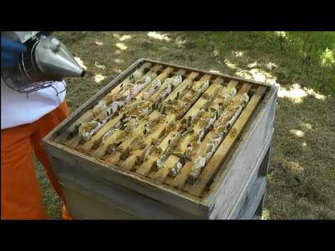 Видео: Кори занбури Ленинобод ва махали.