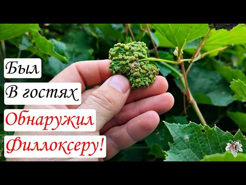 Видео: Карантинный ВРЕДИТЕЛЬ ВИНОГРАДА!!! Как выглядит заражение ФИЛЛОКСЕРОЙ