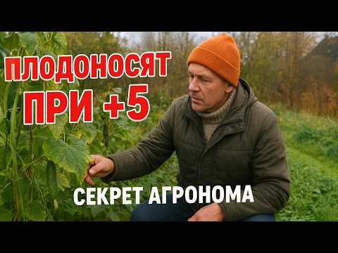 Видео: Огурцы до Октября: 4 Гибрида, Которые не Боятся Холода