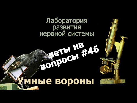 Видео: Умные вороны