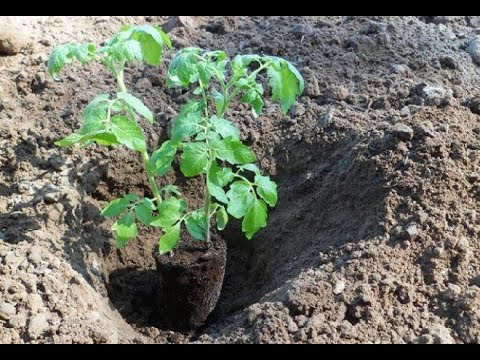 Видео: Сад-Помидоры--посадка рассады томатов в открытый грунт