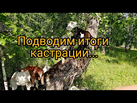 Видео: Итоги кастрации козлят/Козёл и фартук
