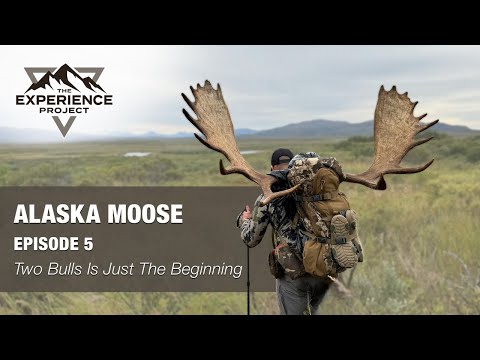 Видео: ОХОТА. Эпизод 5 — Два быка — это только начало (Охота на лося на Аляске) — Проект «Впечатления»