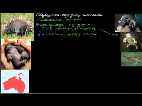 Видео: Жумуртка туучулар классчасы