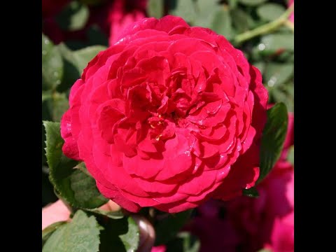 Видео: РОЗЫ. ПОСЫЛКА ИЗ ИНТЕРНЕТ-МАГАЗИНА РОЗОМАНИЯ. ЗАКАЗ весна 2022 #розы #элит #питомникроз  #весна2022