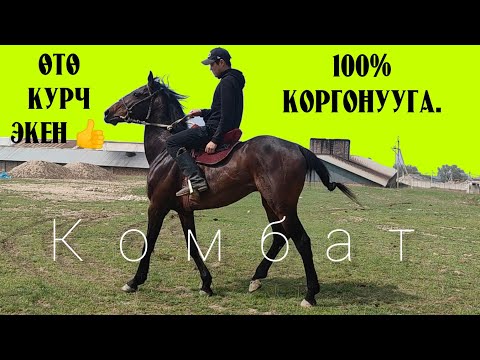 Видео: Жыга сүзөт дейт 😱Комбатка баа бериңиздер 👆 Коргонууга өтө мыкты  👆 табы даяр 👍👍👍