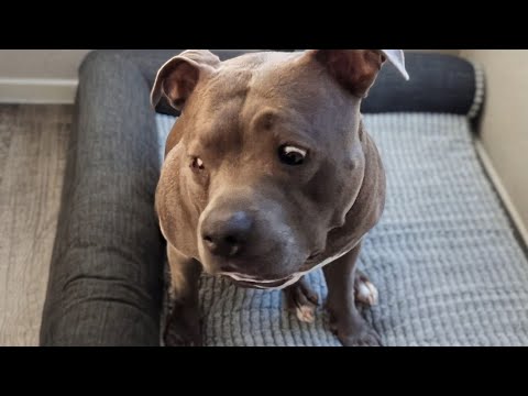 Видео: Питбуль разговаривает с отцом. Говорит ему, куда смотреть!