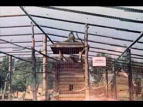 Видео: "СКАЗКА" г. Приозёрск.