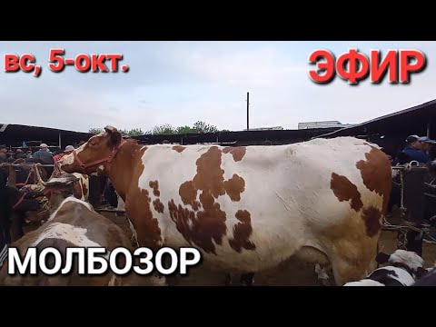 Видео: ТАДЖИКИСТАН г.ХУДЖАНД МОЛБОЗОРИ ХУҶАНД в прямом эфире!
