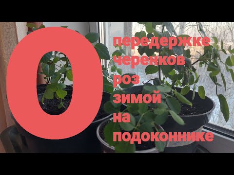 Видео: О передержке черенков роз зимой, пересадка в большую ёмкость.