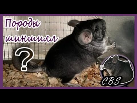 Видео: КАКИЕ ПОРОДЫ ШИНШИЛЛ БЫВАЮТ | ШИНШИЛЛОВАЯ ФЕРМА | ФЕРМА ШИНШИЛЛ