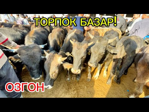 Видео: ОЗГОН ЭРКЕК УРГАЧЫ ТОРПОК БААЛАРЫ 14.09.25.#rek #памиртв #озгон #horse #кыргызкызы 