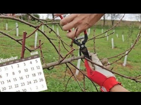 Видео: Когда пора обрезать плодовые деревья? Не ошибитесь!
