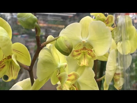 Видео: ОРХИДЕИ в ОБИ. Прогуляемся вдоль витрин, полюбуемся цветами из новой и прошлых поставок.