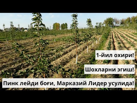 Видео: Пинк Лейди боғи, 1-йил охирида!