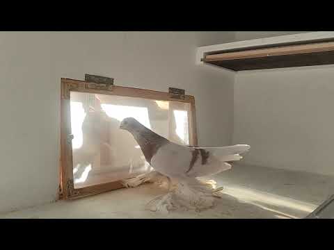 Видео: Бусая на племя 6.11.2025 год.Германия