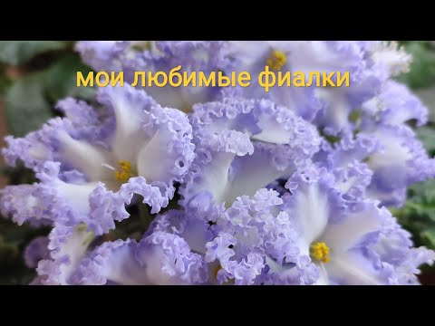 Видео: Разнообразие фиалок. Стандартные сорта моей коллекции