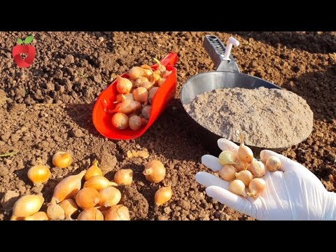 Видео: Когда сажать лук осенью? Я всегда добавляю его в почву!