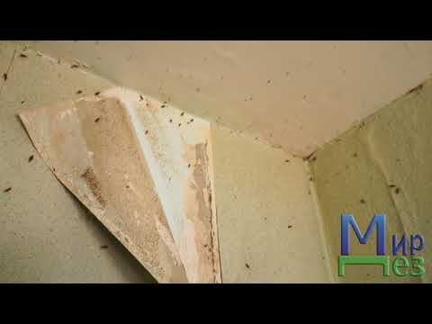 Видео: МирДез, уничтожение тараканов, клопов (2018г) 16