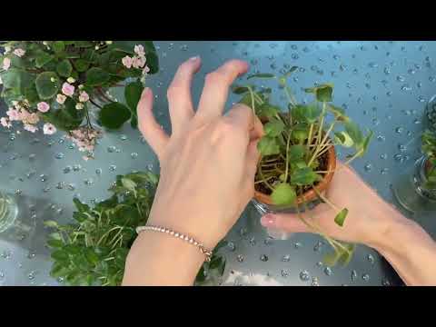 Видео: Формировка трейлерных фиалок. 