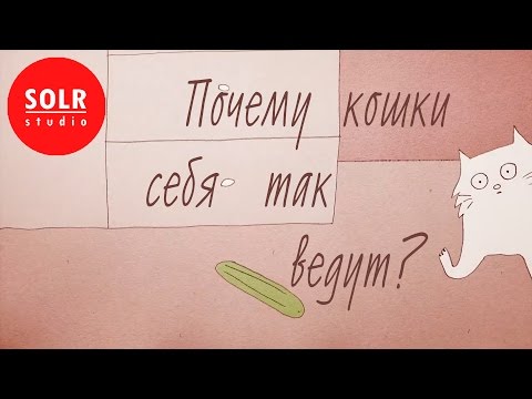 Видео: Почему кошки себя так ведут? - Tony Buffington (SOLR озвучка)