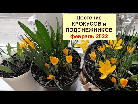 Видео: Цветение крокусов и подснежников (галантусов) в горшке дома на балконе.