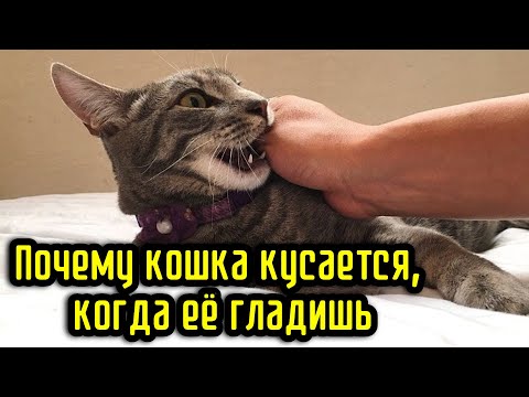 Видео: Почему кошка кусается, когда её гладишь
